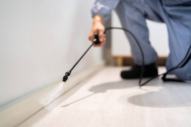Licensed Wasp Control service in Quinnipiac University, CT - Nex Pest Control