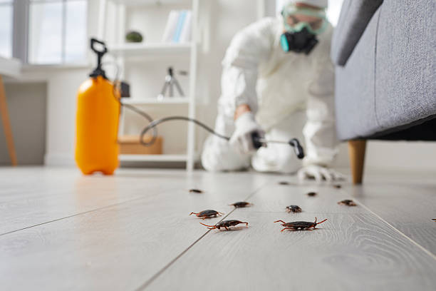 Trusted Rodent Control service in Quinnipiac University, CT - Nex Pest Control